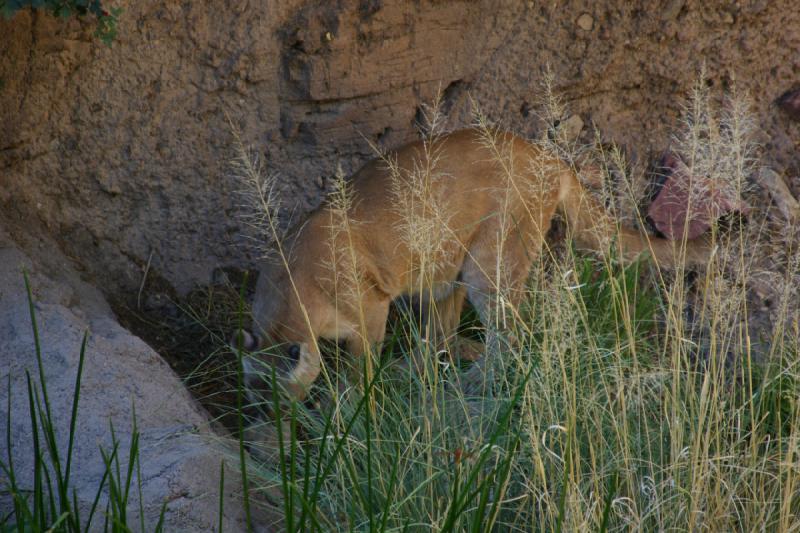 2006-06-17 16:56:36 ** Botanischer Garten, Tucson ** Puma.