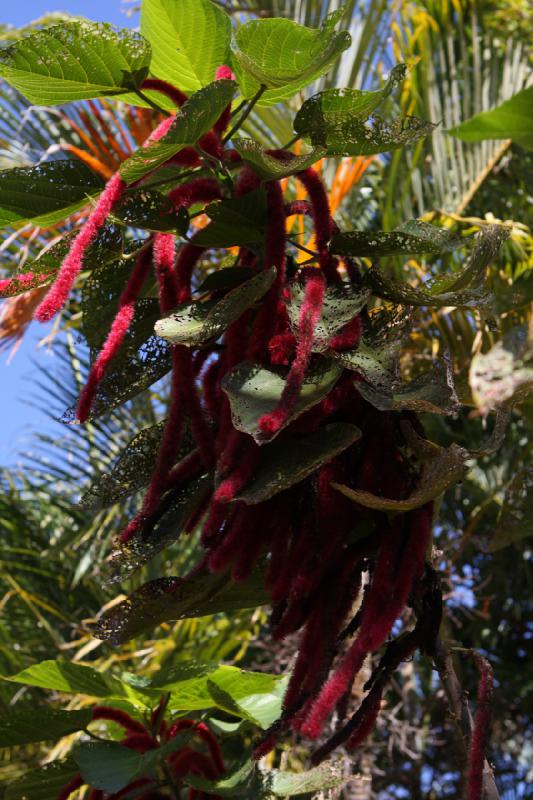 2011-11-27 12:08:41 ** Botanischer Garten, Hawaiʻi, Kauaʻi ** 