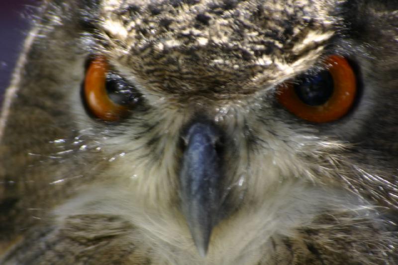 2007-06-18 11:36:02 ** Utah, Zoo ** Uhu.