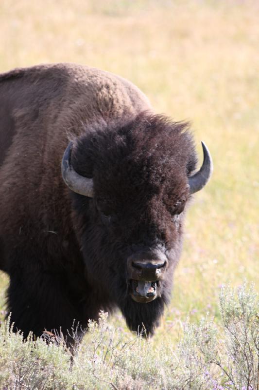 2008-08-15 17:14:10 ** Bison, Yellowstone National Park ** 