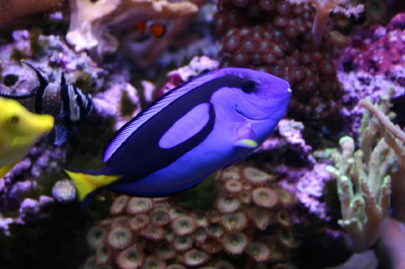 2007-12-15 13:12:02 ** Aquarium, Utah, Zoo ** Surgeonfish.