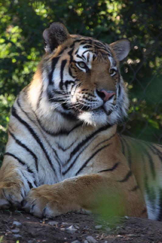 2011-07-16 08:04:57 ** Tiger, Utah, Zoo ** 