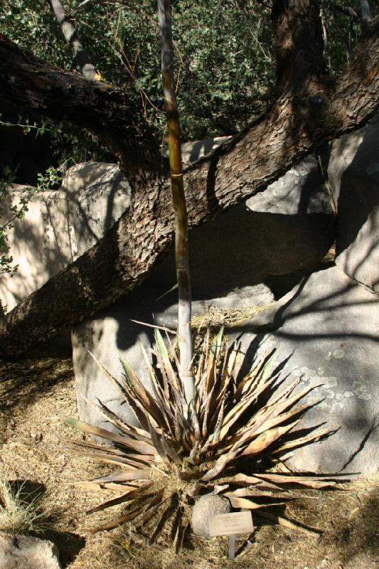 2006-06-17 17:04:36 ** Botanischer Garten, Kaktus, Tucson ** Palmer Agave (Agave palmeri).