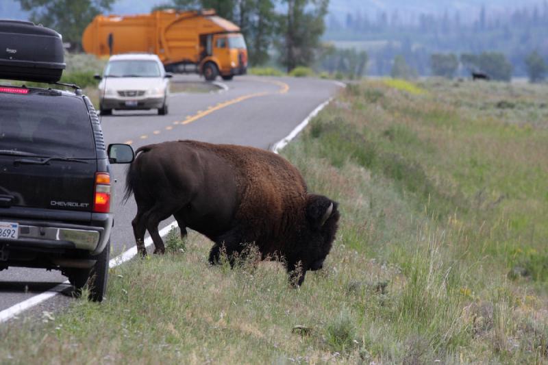 2009-08-05 13:45:53 ** Bison, Yellowstone Nationalpark ** 