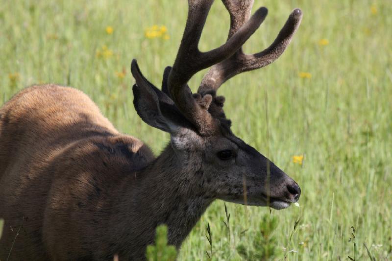 2009-08-05 09:00:38 ** Deer, Yellowstone National Park ** 