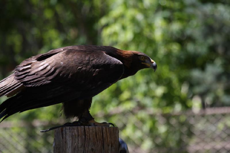 2011-07-15 15:21:02 ** Utah, Zoo ** 