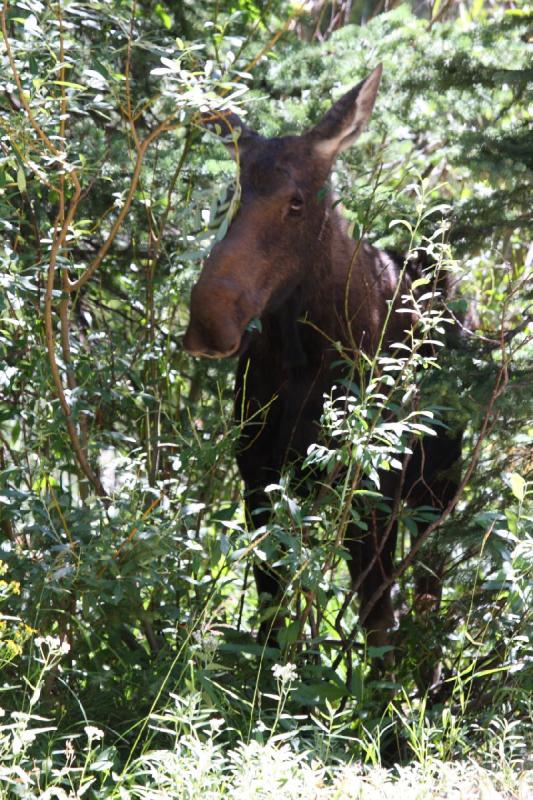 2010-08-21 11:15:52 ** Moose, Uinta Mountains ** 