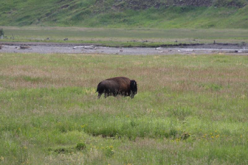 2009-08-05 13:50:02 ** Bison, Yellowstone Nationalpark ** 