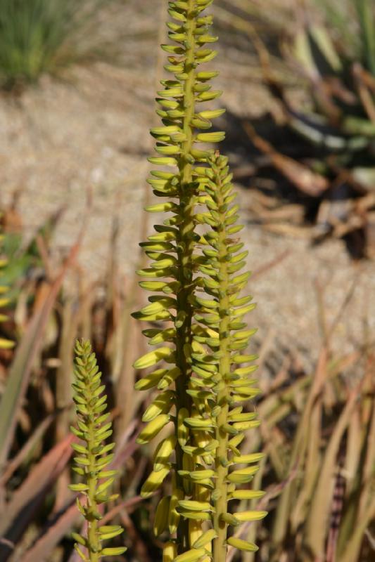 2007-04-15 16:54:18 ** Kaktus, Phoenix ** Blüten von Aloe Vera.