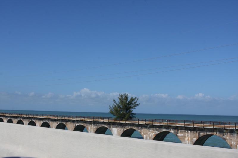 2010-11-26 11:08:23 ** Florida Keys ** Ein Baum auf der alten Brücke.