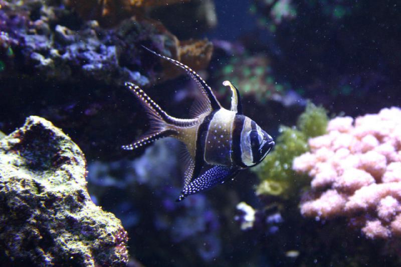 2007-09-01 11:26:22 ** Aquarium, Seattle ** Fisch mit leuchtenden hellen Punkten.