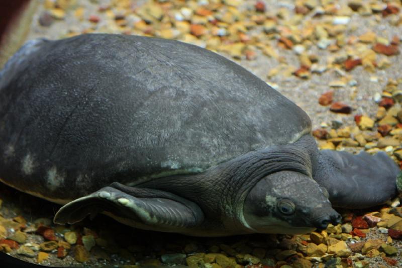 2014-03-12 15:17:07 ** Chicago, Illinois, Shedd Aquarium ** 