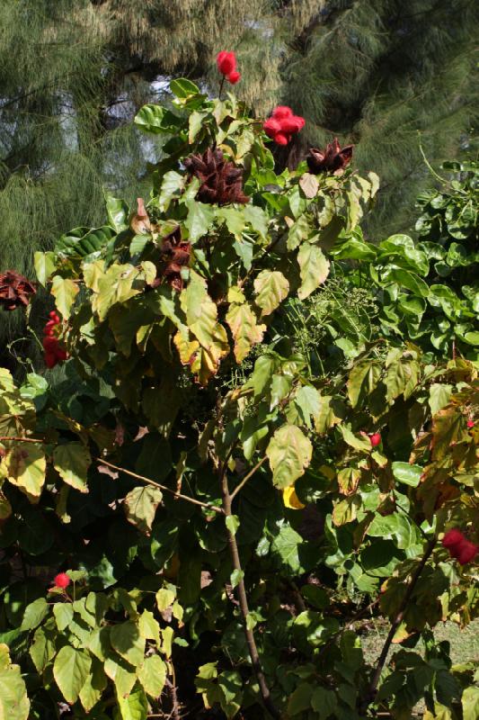 2011-11-27 11:46:09 ** Botanischer Garten, Hawaiʻi, Kauaʻi ** 