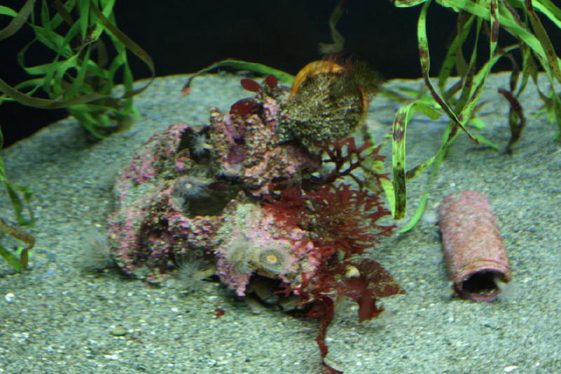 2012-06-16 12:24:31 ** Aquarium, Seattle ** 