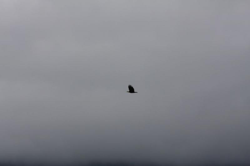 2012-06-19 16:46:17 ** Alaska, Ketchikan, Kreuzfahrt, Weißkopfseeadler ** 