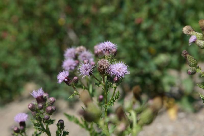 2006-07-23 12:41:48 ** Vail ** Distel am Straßenrand.