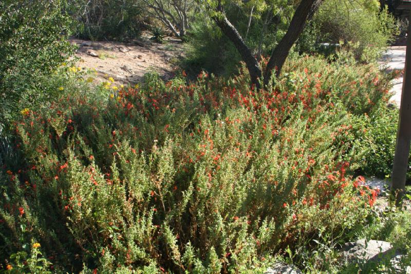 2007-10-27 14:20:42 ** Botanischer Garten, Phoenix ** Viele rote Blüten.