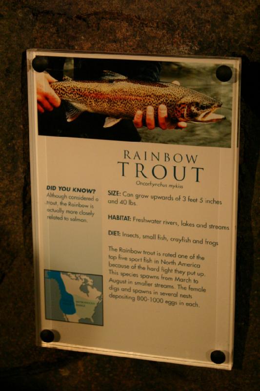 2007-12-15 12:39:12 ** Aquarium, Utah, Zoo ** Description of the Rainbow Trout.