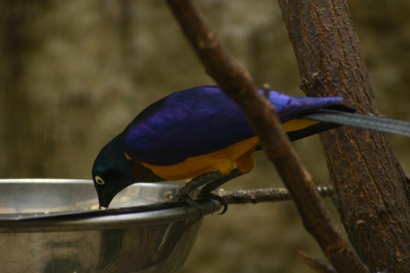 2005-08-24 13:20:55 ** Berlin, Deutschland, Zoo ** Blau-gelber Vogel.