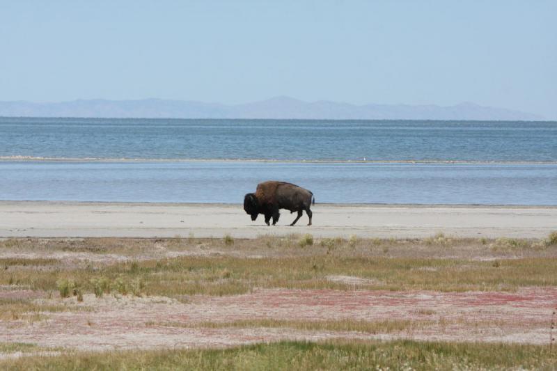 2012-06-11 11:59:47 ** Antelope Island, Bison, Utah ** 