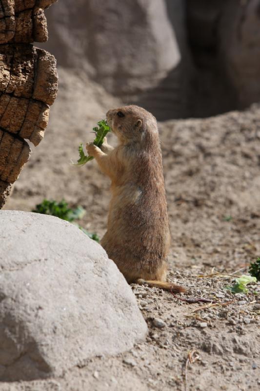 2011-05-07 10:18:18 ** Utah, Zoo ** 