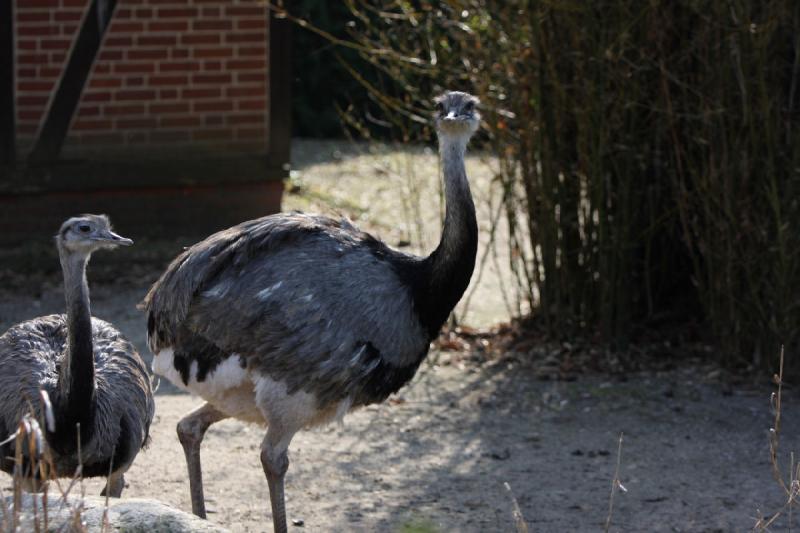 2010-04-13 16:07:53 ** Deutschland, Walsrode, Zoo ** 