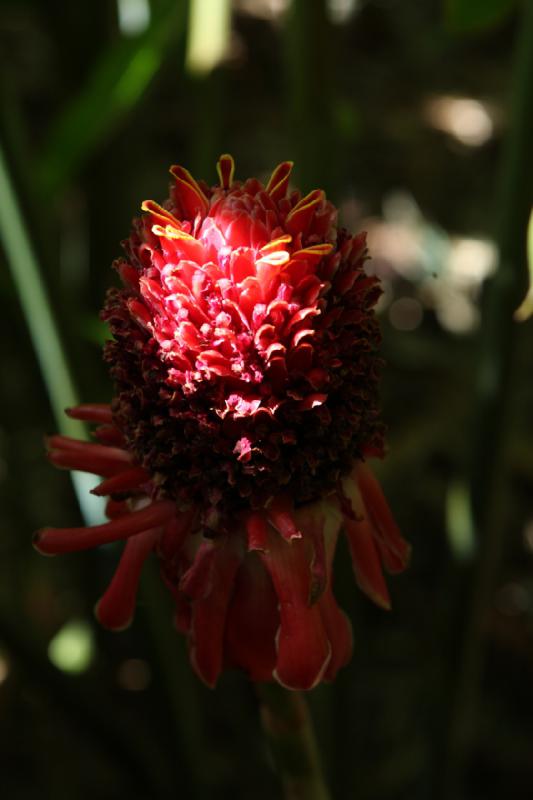 2011-11-27 12:00:25 ** Botanischer Garten, Hawaiʻi, Kauaʻi ** 