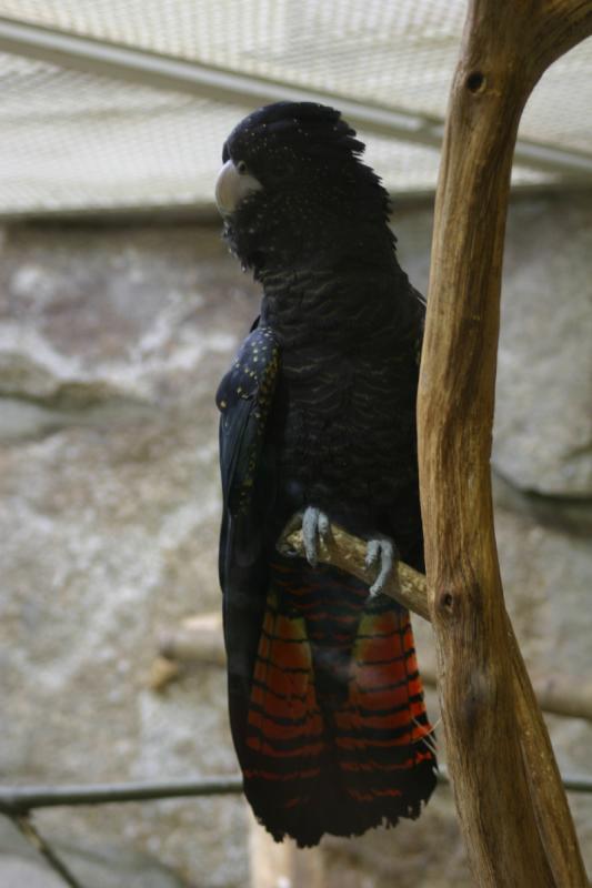 2005-08-24 13:39:35 ** Berlin, Germany, Zoo ** Probably some sort of Cockatoo.