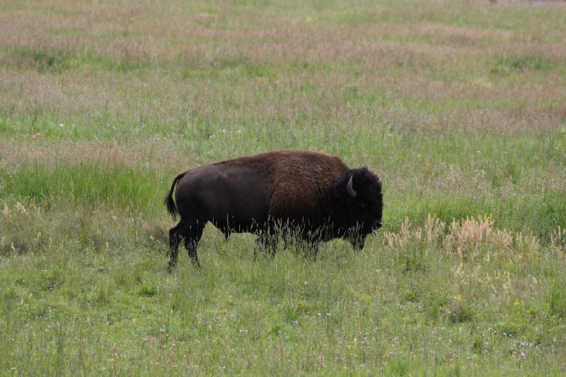 2009-08-05 13:47:33 ** Bison, Yellowstone National Park ** 