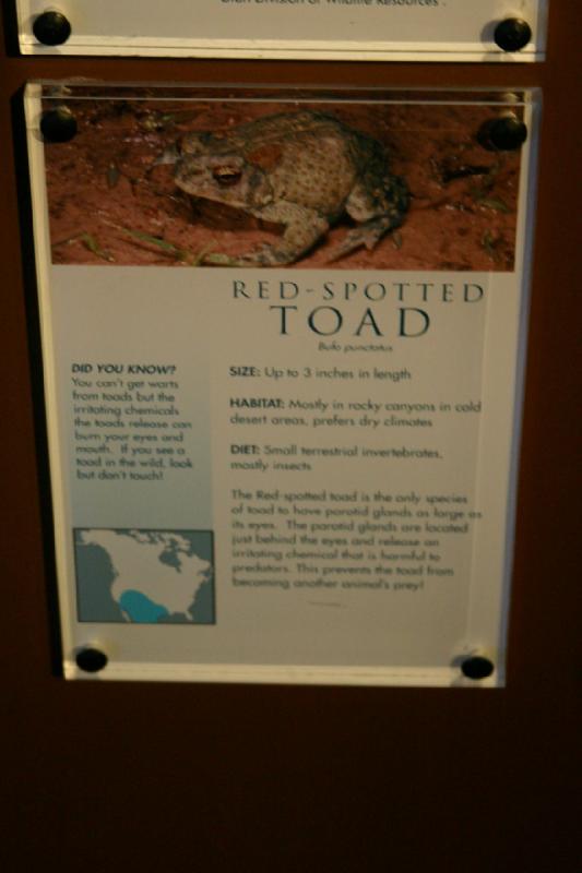 2007-12-15 12:43:08 ** Aquarium, Utah, Zoo ** Description of the Red-spotted Toad (Bufo punctatus).