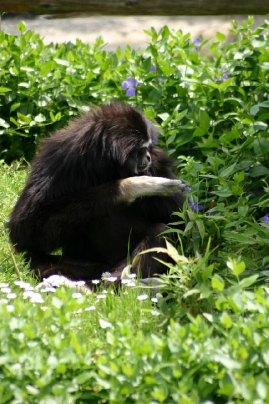 2005-05-07 13:55:19 ** Oregon, Roseburg, Zoo ** Looking for parasites inside the fur.