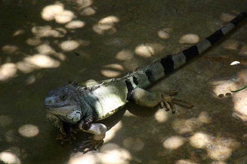 2007-06-18 12:30:50 ** Utah, Zoo ** Leguan.