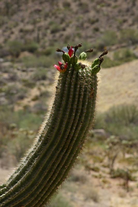 2006-06-17 11:17:56 ** Kaktus, Tucson ** Früchte des 'Saguaro' Kaktus.