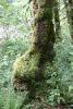 Tree covered in moss.