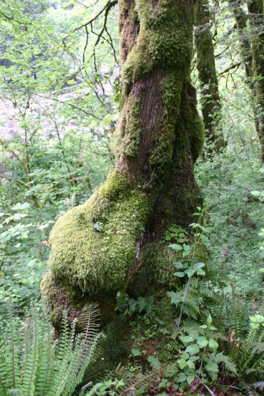 2005-05-06 17:21:42 ** Multnomah Falls ** Tree covered in moss.