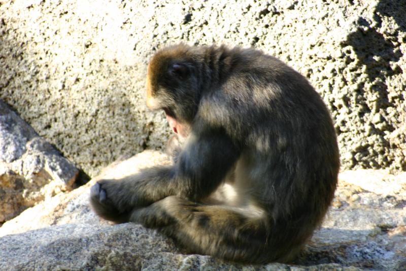 2005-08-24 17:28:22 ** Berlin, Germany, Zoo ** Baboon.