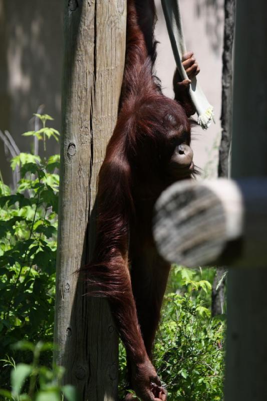 2011-07-15 13:56:53 ** Utah, Zoo ** 