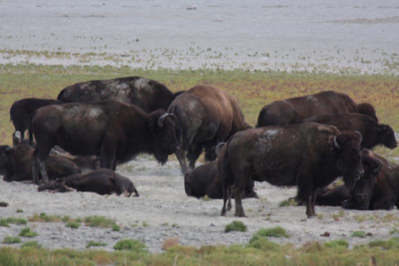 2013-08-24 13:51:28 ** Antelope Island, Bison, Utah ** 