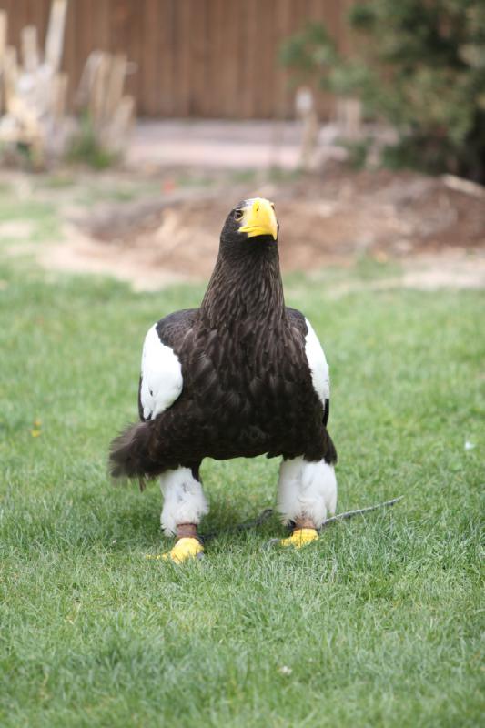 2011-05-07 11:02:21 ** Riesenseeadler, Utah, Zoo ** 