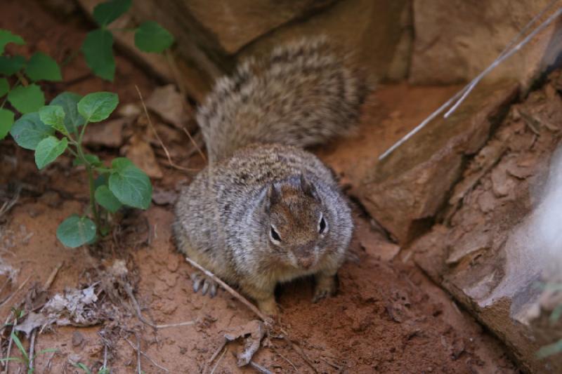 2011-05-29 09:54:09 ** Utah, Zion Nationalpark ** 