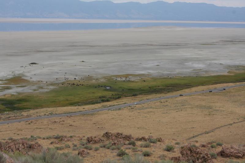 2013-08-24 15:24:24 ** Antelope Island, Bison, Utah ** 