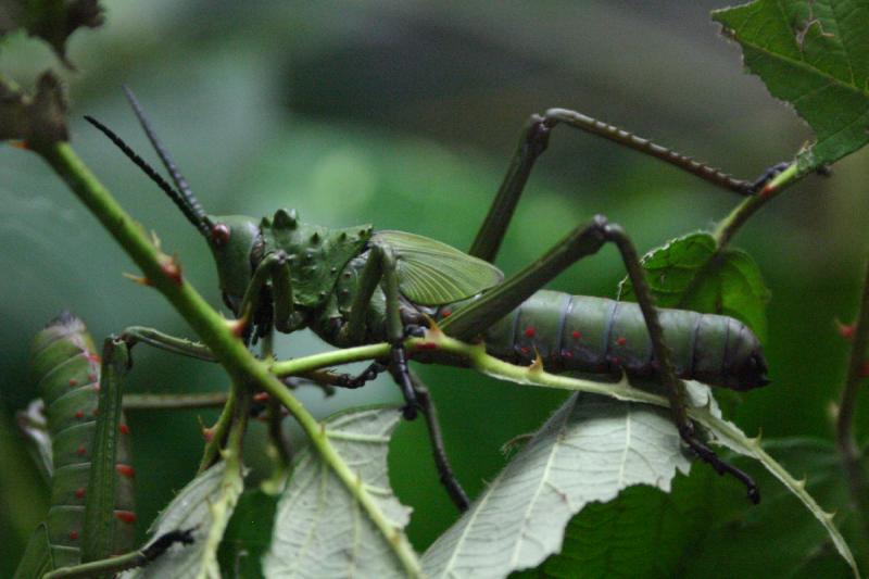 2005-08-25 15:24:06 ** Berlin, Germany, Zoo ** Locust.