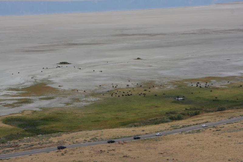 2013-08-24 15:21:48 ** Antelope Island, Bison, Utah ** 