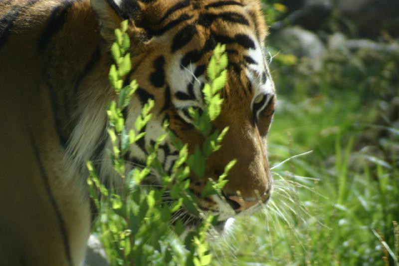 2007-06-18 10:20:40 ** Tiger, Utah, Zoo ** Sibirischer Tiger.