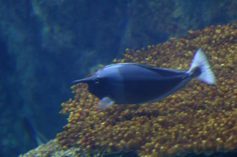 2007-10-13 12:48:14 ** Aquarium, California, Zoo ** Unicorn fish. 2007-10-13 12:48:14 ** Aquarium, California, Zoo ** Unicorn fish.
