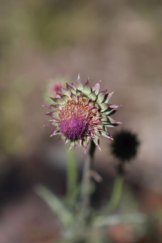 2010-08-21 10:23:21 ** Uinta Mountains ** Thistle.