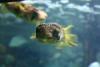 Porcupinefish.