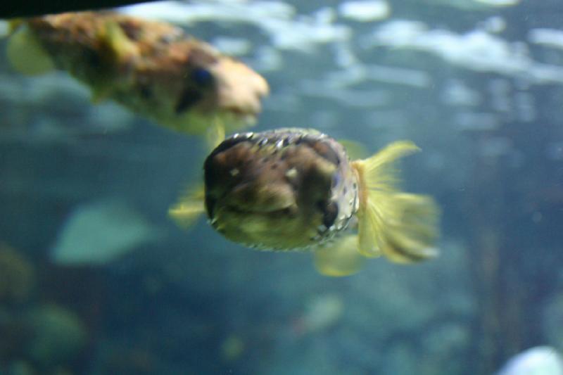 2007-10-13 12:28:46 ** Aquarium, California, Zoo ** Porcupinefish. 2007-10-13 12:28:46 ** Aquarium, California, Zoo ** Porcupinefish.