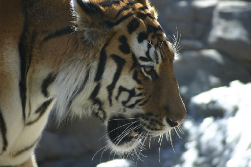 2007-06-18 10:20:50 ** Tiger, Utah, Zoo ** Sibirischer Tiger.