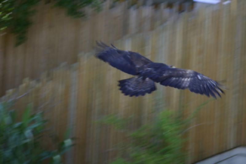 2007-06-18 11:09:30 ** Utah, Zoo ** Adler im Flug.